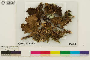  (Lobaria anthraspis - CCDB-36282-D05)  @11 [ ] CreativeCommons - Attribution Non-Commercial Share-Alike (2020) Chris Deduke Canadian Museum of Nature