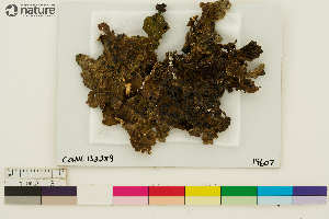  (Lobaria anthraspis - CCDB-36282-E05)  @11 [ ] CreativeCommons - Attribution Non-Commercial Share-Alike (2020) Chris Deduke Canadian Museum of Nature