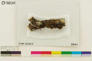  (Nephroma helveticum sipeanum - CCDB-36282-E08)  @11 [ ] CreativeCommons - Attribution Non-Commercial Share-Alike (2020) Chris Deduke Canadian Museum of Nature