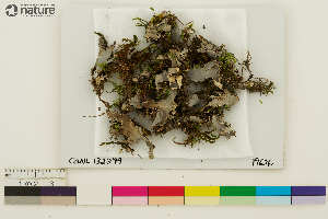  (Peltigera pacifica - CCDB-36282-E12)  @11 [ ] CreativeCommons - Attribution Non-Commercial Share-Alike (2020) Chris Deduke Canadian Museum of Nature