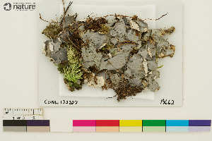  (Peltigera nigriventris - CCDB-36282-F12)  @11 [ ] CreativeCommons - Attribution Non-Commercial Share-Alike (2020) Chris Deduke Canadian Museum of Nature