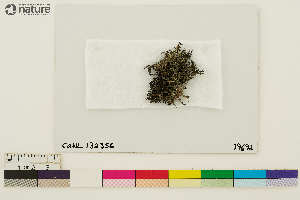  (Kaernefeltia californica - CCDB-36282-G01)  @11 [ ] CreativeCommons - Attribution Non-Commercial Share-Alike (2020) Chris Deduke Canadian Museum of Nature