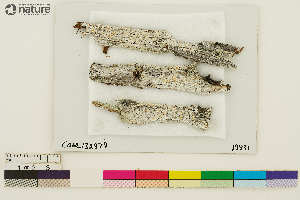  (Ochrolechia oregonensis - CCDB-36282-G10)  @11 [ ] CreativeCommons - Attribution Non-Commercial Share-Alike (2020) Chris Deduke Canadian Museum of Nature