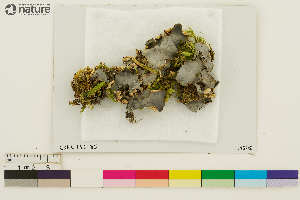  (Peltigera nigriventris - CCDB-36282-H12)  @11 [ ] CreativeCommons - Attribution Non-Commercial Share-Alike (2020) Chris Deduke Canadian Museum of Nature