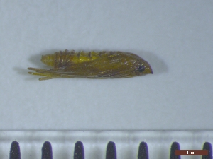  ( - Cameraria_ohridella_P1)  @12 [ ] Copyright (2014) Sabrina A. Schmidt Biocenter Klein Flottbek, University of Hamburg