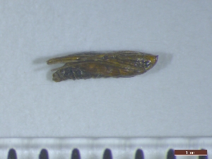  ( - Cameraria_ohridella_P2)  @12 [ ] Copyright (2014) Sabrina A. Schmidt Biocenter Klein Flottbek, University of Hamburg