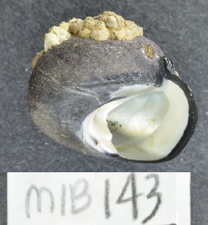 ( - MIB143)  @11 [ ] Copyright (2016) Unspecified DFO