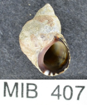  ( - MIB407)  @11 [ ] Copyright (2016) Unspecified DFO