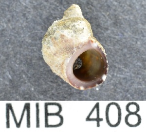  ( - MIB408)  @11 [ ] Copyright (2016) Unspecified DFO