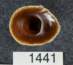  ( - MIB1441)  @11 [ ] Copyright (2016) Unspecified DFO