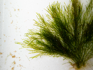  ( - AMS00927)  @11 [ ] by-nc (2022) Unspecified Canadian Museum of Nature