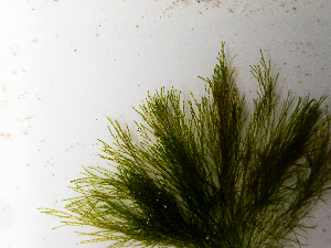  ( - AMS00927)  @11 [ ] by-nc (2022) Unspecified Canadian Museum of Nature