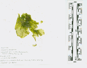  ( - JLC00193)  @11 [ ] by-nc (2022) Canadian Museum of Nature Unspecified