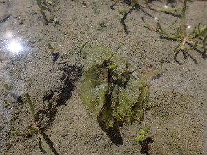  ( - JLC00193)  @11 [ ] by-nc (2022) Canadian Museum of Nature Unspecified