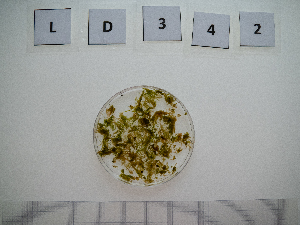  (Urospora sp. 1penicilliformis - LD00342)  @11 [ ] by-nc (2022) Unspecified Canadian Museum of Nature