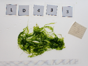  ( - LD00433)  @11 [ ] by-nc (2022) Unspecified Canadian Museum of Nature