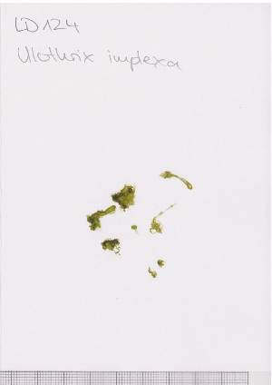  ( - LD00617)  @11 [ ] by-nc (2022) Unspecified Canadian Museum of Nature