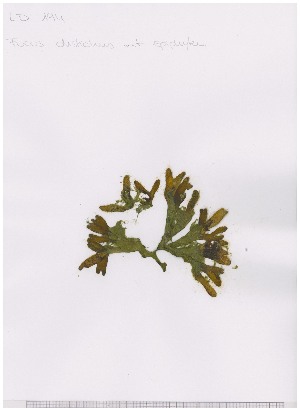  (Syncoryne - LD00673)  @11 [ ] by-nc (2022) Unspecified Canadian Museum of Nature