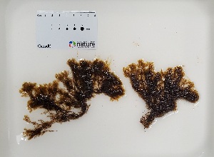  ( - AMS00258)  @11 [ ] by-nc (2022) Unspecified Canadian Museum of Nature