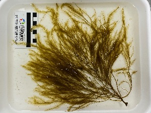  ( - AMS00311)  @11 [ ] by-nc (2022) Unspecified Canadian Museum of Nature