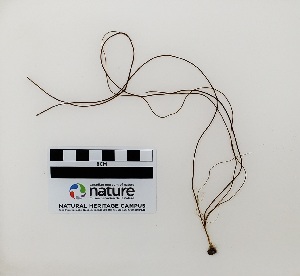  ( - AMS00353)  @11 [ ] by-nc (2022) Unspecified Canadian Museum of Nature