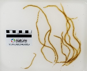  ( - AMS00362)  @11 [ ] by-nc (2022) Unspecified Canadian Museum of Nature