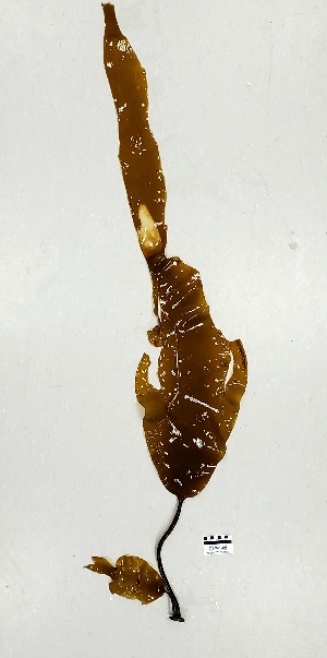  ( - AMS00691)  @11 [ ] CreativeCommons  Attribution Non-Commercial (2023) Unspecified Canadian Museum of Nature