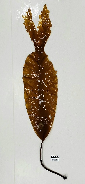  ( - AMS00694)  @11 [ ] CreativeCommons  Attribution Non-Commercial (2023) Unspecified Canadian Museum of Nature