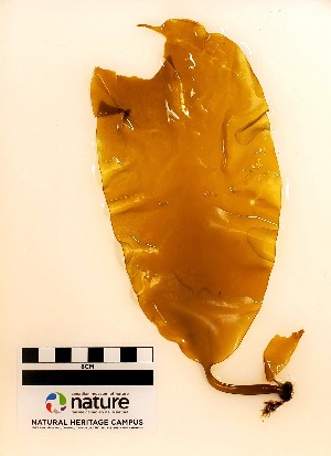  ( - AMS00729)  @11 [ ] CreativeCommons  Attribution Non-Commercial (2023) Unspecified Canadian Museum of Nature