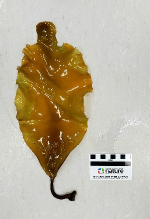  ( - AMS00775)  @11 [ ] CreativeCommons  Attribution Non-Commercial (2023) Unspecified Canadian Museum of Nature