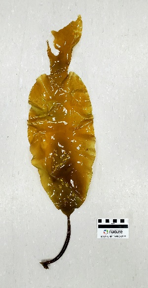  ( - AMS00776)  @11 [ ] CreativeCommons  Attribution Non-Commercial (2023) Unspecified Canadian Museum of Nature