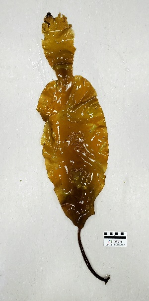  ( - AMS00777)  @11 [ ] CreativeCommons  Attribution Non-Commercial (2023) Unspecified Canadian Museum of Nature