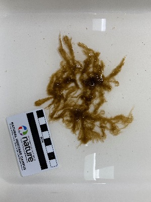  ( - AMS00788)  @11 [ ] CreativeCommons  Attribution Non-Commercial (2023) Unspecified Canadian Museum of Nature