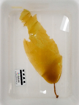  ( - AMS00847)  @11 [ ] CreativeCommons  Attribution Non-Commercial (2023) Unspecified Canadian Museum of Nature