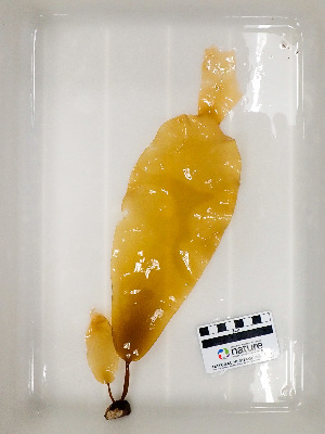  ( - AMS00848)  @11 [ ] CreativeCommons  Attribution Non-Commercial (2023) Unspecified Canadian Museum of Nature