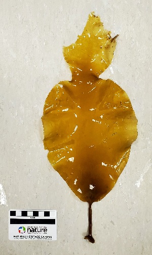  ( - AMS00854)  @11 [ ] CreativeCommons  Attribution Non-Commercial (2023) Unspecified Canadian Museum of Nature