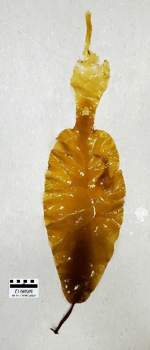  ( - AMS00855)  @11 [ ] CreativeCommons  Attribution Non-Commercial (2023) Unspecified Canadian Museum of Nature