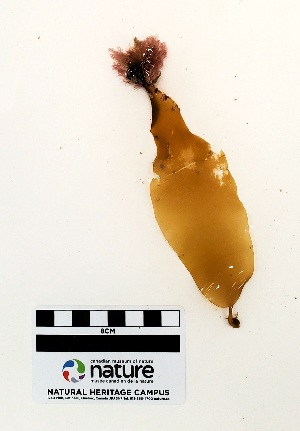  ( - AMS00863)  @11 [ ] CreativeCommons  Attribution Non-Commercial (2023) Unspecified Canadian Museum of Nature