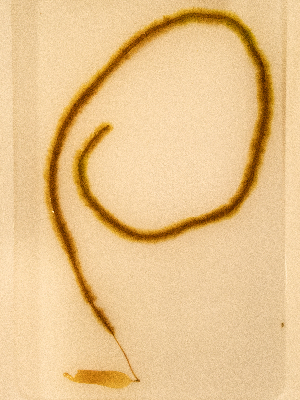  ( - AMS00876)  @11 [ ] by-nc (2022) Unspecified Canadian Museum of Nature