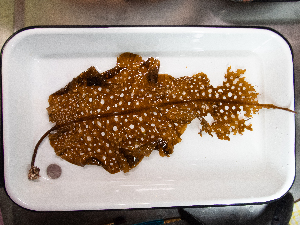  ( - AMS00903)  @11 [ ] by-nc (2022) Unspecified Canadian Museum of Nature