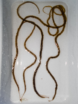  ( - AMS00922)  @11 [ ] by-nc (2022) Unspecified Canadian Museum of Nature