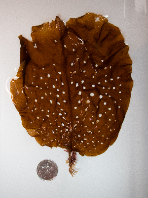  ( - AMS00925)  @11 [ ] by-nc (2022) Unspecified Canadian Museum of Nature