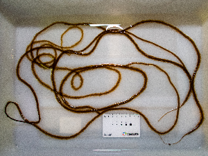  ( - AMS00939)  @11 [ ] by-nc (2022) Unspecified Canadian Museum of Nature