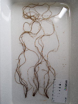  ( - AMS00950)  @11 [ ] by-nc (2022) Unspecified Canadian Museum of Nature