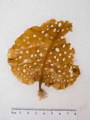  ( - AMS00972)  @11 [ ] by-nc (2022) Unspecified Canadian Museum of Nature