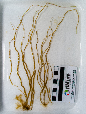  (Scytosiphon sp - AMS00984)  @11 [ ] by-nc (2022) Unspecified Canadian Museum of Nature