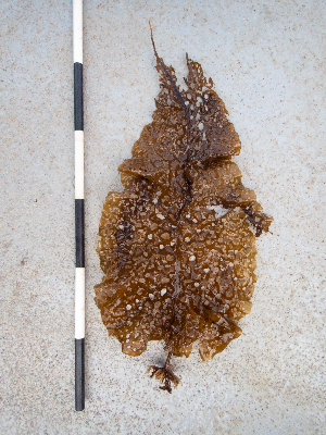  ( - AMS01007)  @11 [ ] by-nc (2022) Unspecified Canadian Museum of Nature