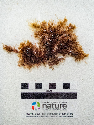  ( - AMS01021)  @11 [ ] by-nc (2022) Unspecified Canadian Museum of Nature