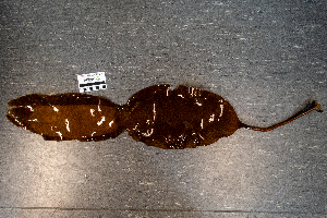  ( - AMS01032)  @11 [ ] by-nc (2022) Unspecified Canadian Museum of Nature