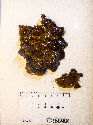  (Ralfsia verrucosa - AMS01038)  @11 [ ] by-nc (2022) Unspecified Canadian Museum of Nature